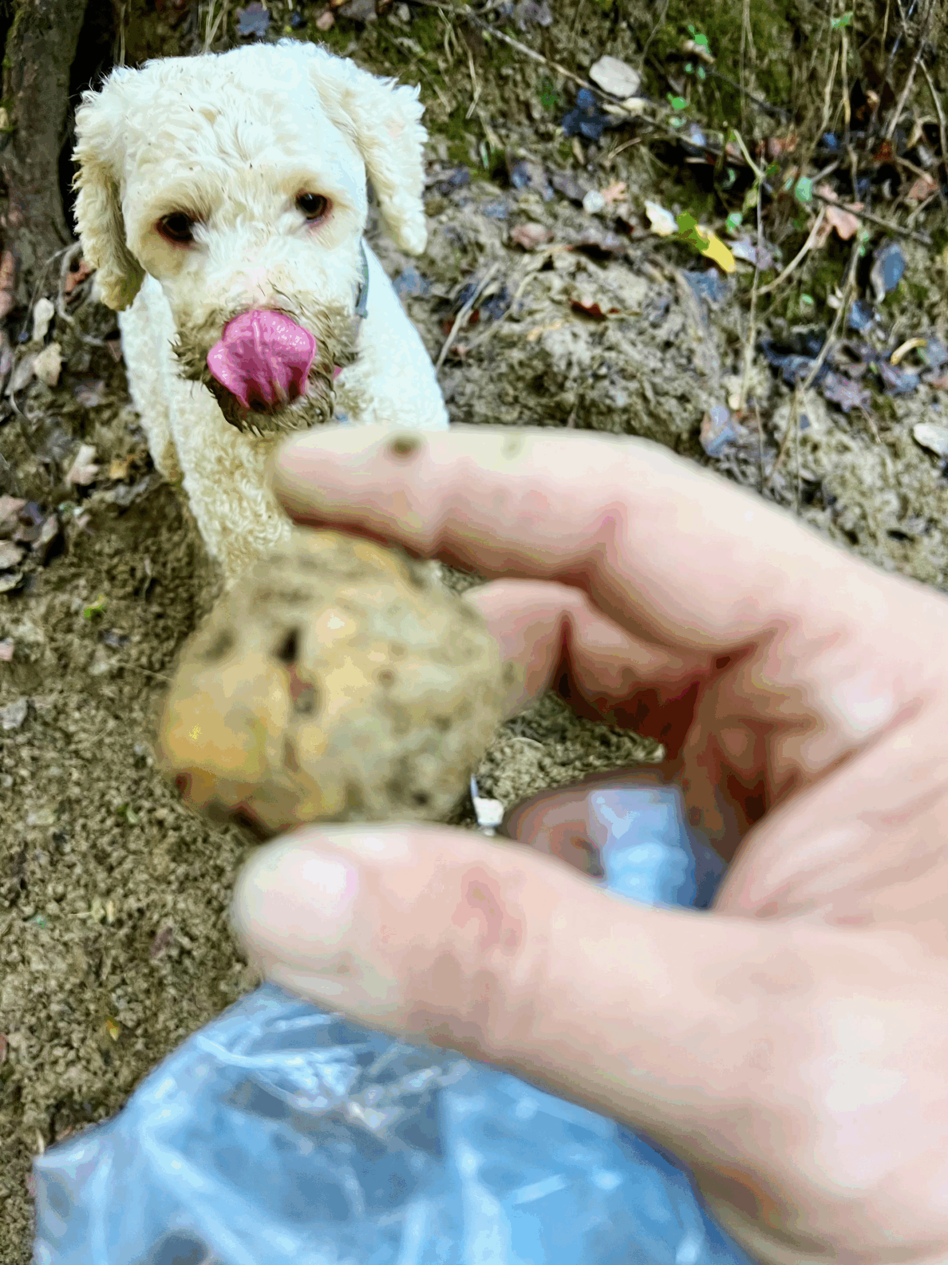 Lagotto Romagnolo truffle dog with freshly found white truffle in Alba woods