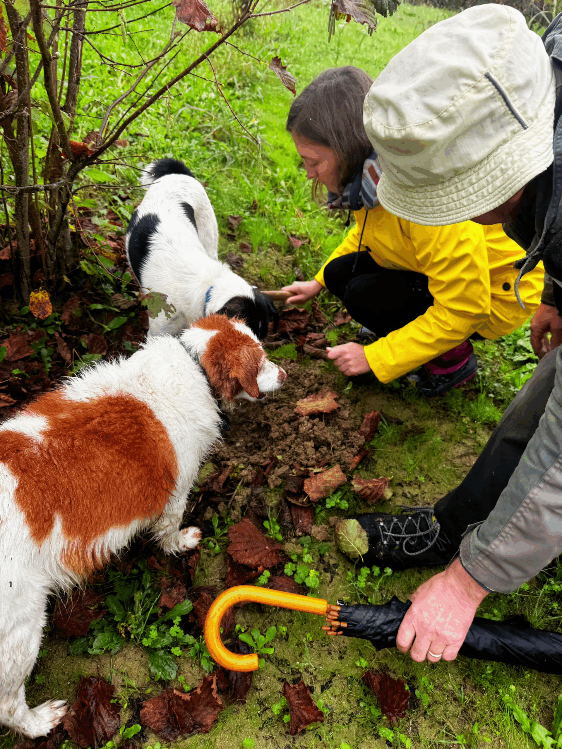 Truffle hunter showing a successful hunt with many white truffles in Barolo hills