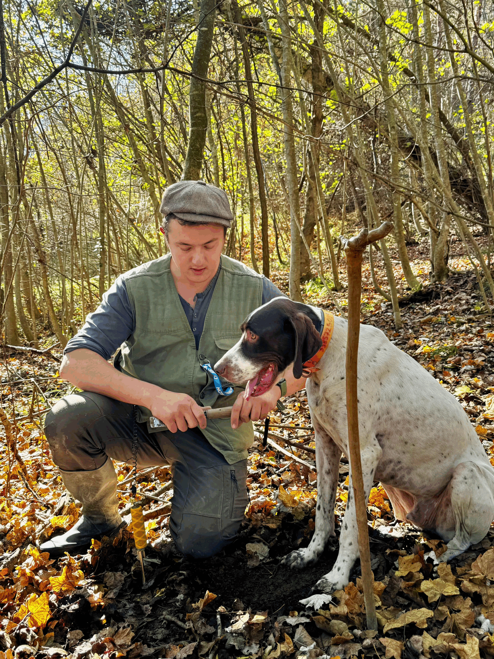 Truffle hunter holding freshly found white truffles in Alba forest with his dog