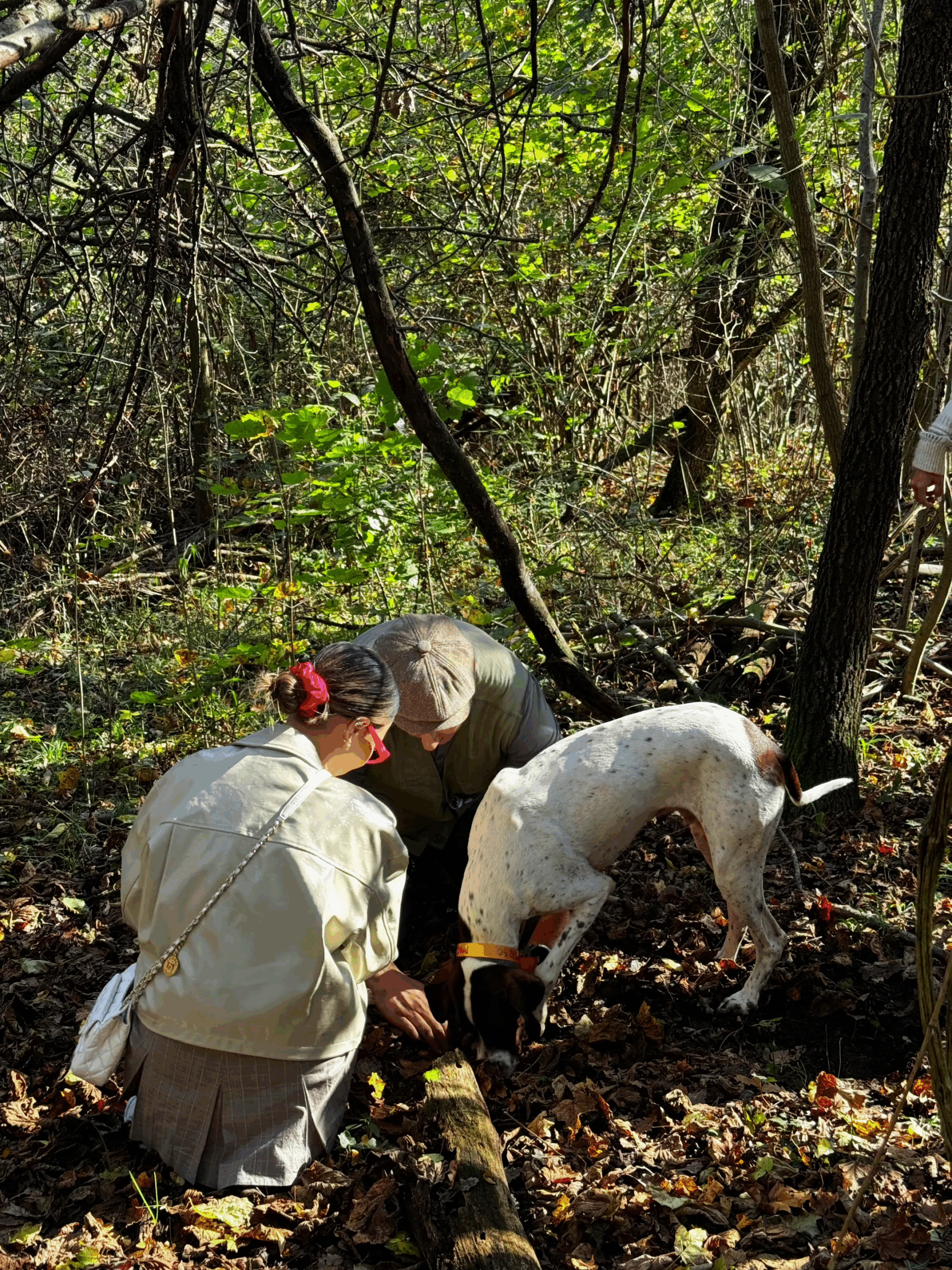 Tourist digging for a white truffle with truffle hunter and dogs in Alba forest