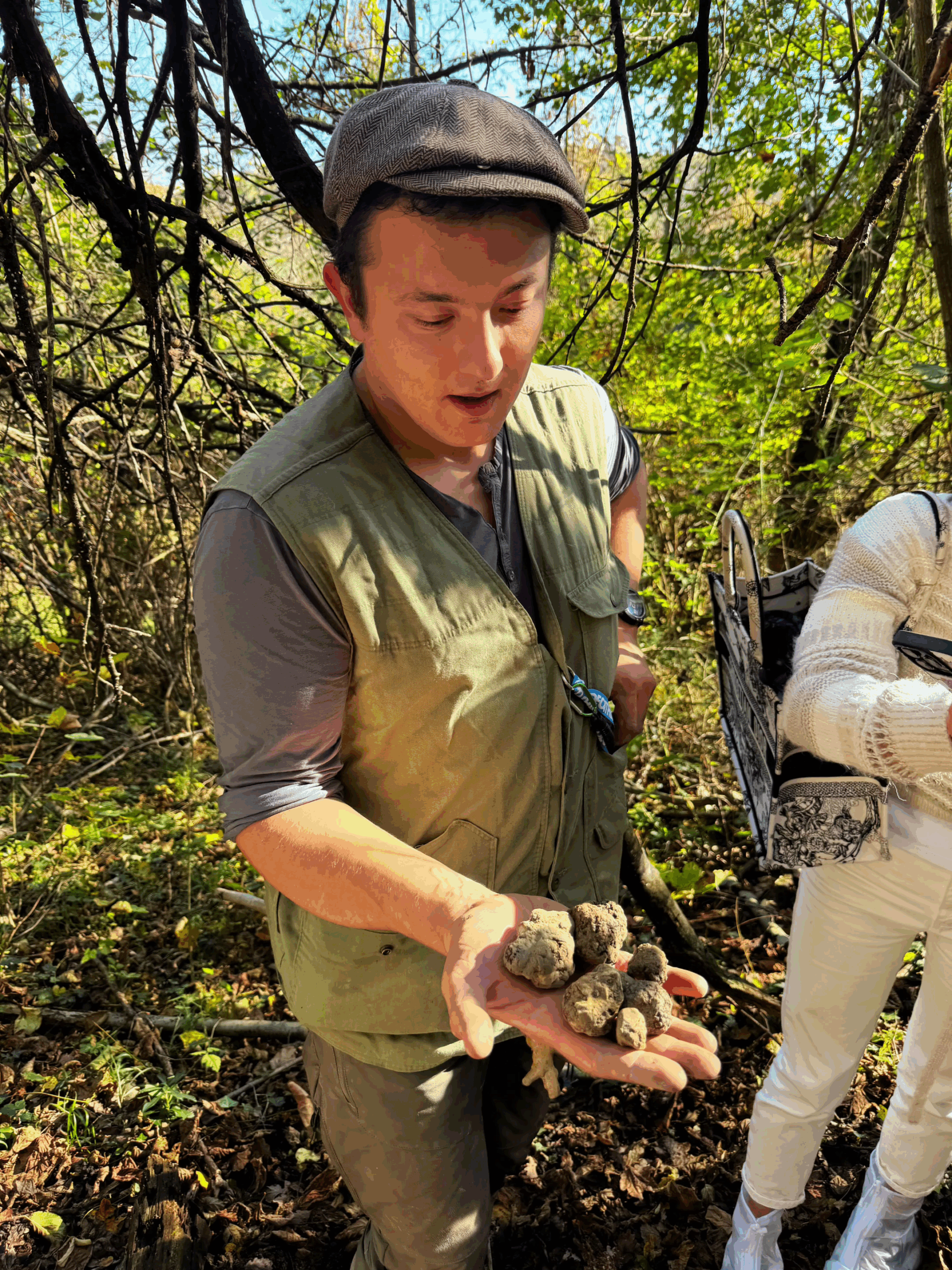 Dog digging for white truffle in Barolo forest while tourists watch with the truffle hunter