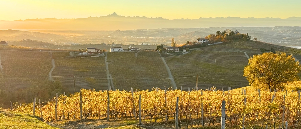 Private barbaresco wine tour