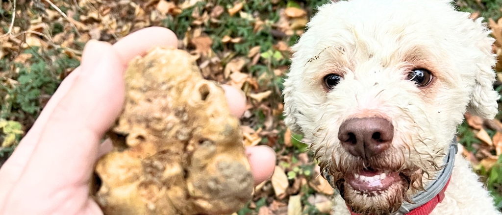 Truffle hunting Alba